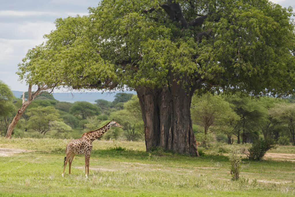 Safari photo from Gokul Iyer