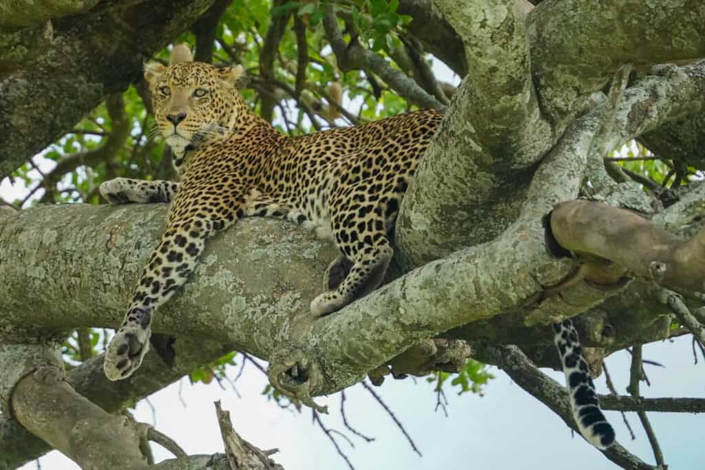Safari photo from Whitney B