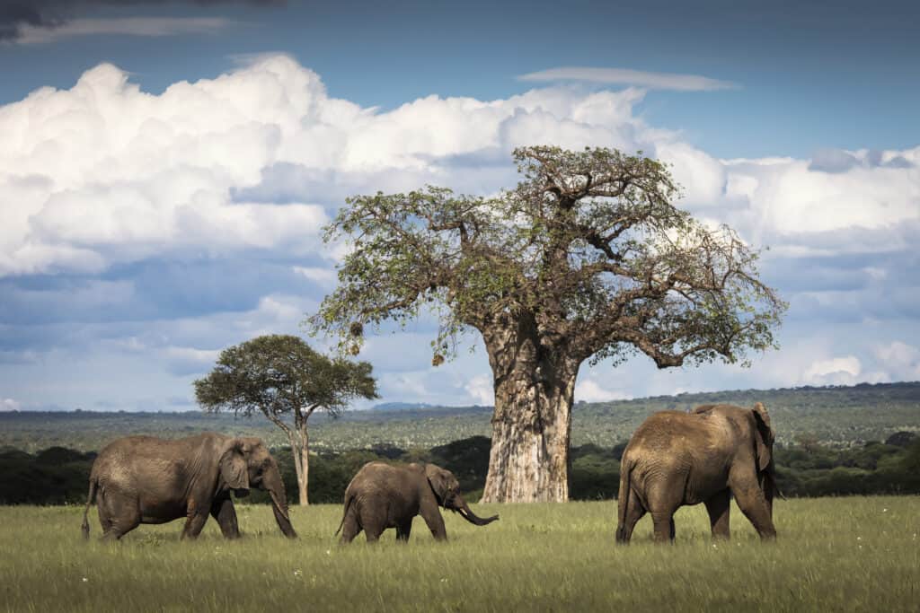 Beautiful elephants during safari in Tarangire National Park