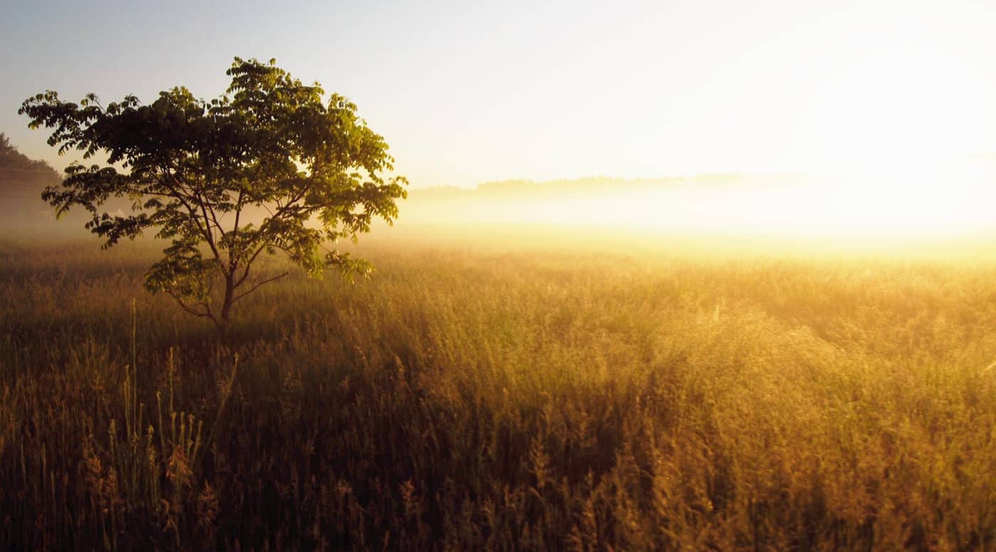 Golden savanna in Tanzania